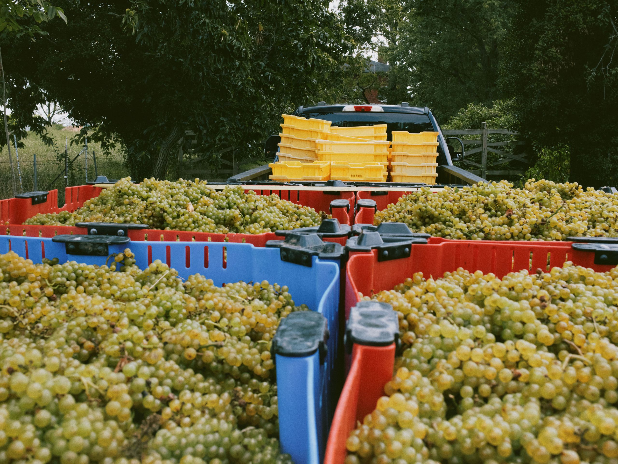 Michelin Launches “Grape” Awards for Wine Producers